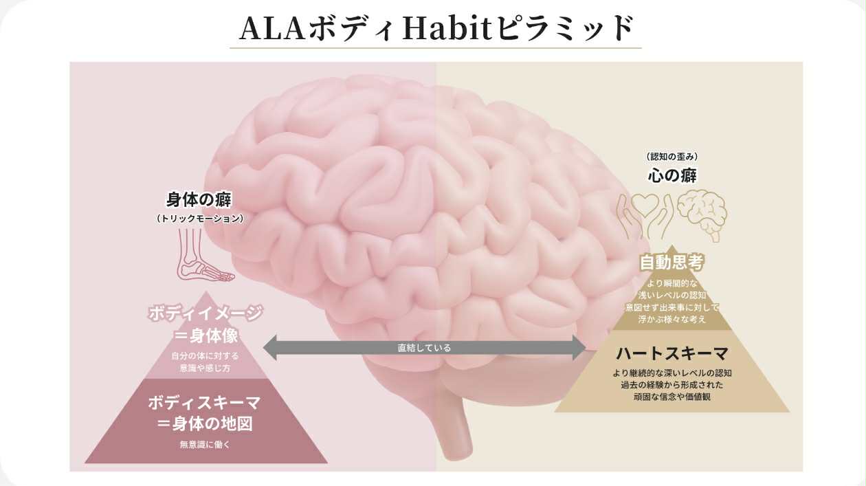 ALAボディHabitの構築